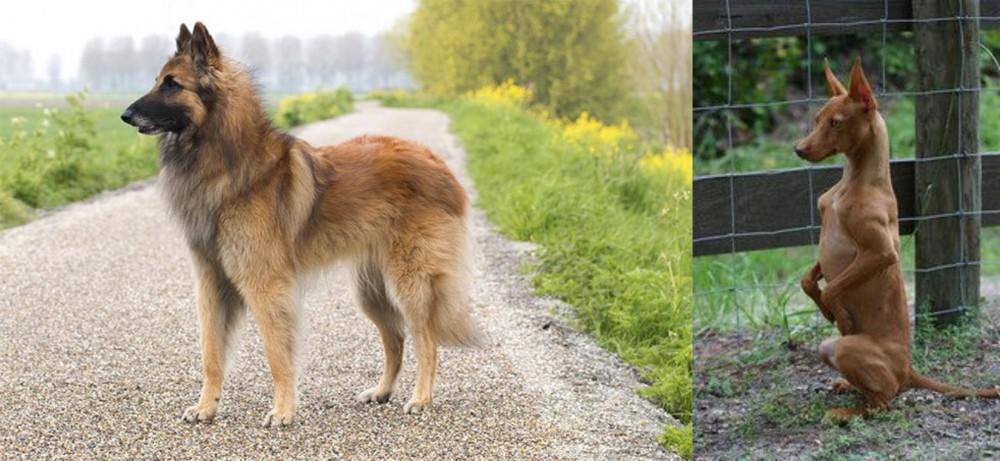 Podenco Andaluz vs Belgian Shepherd Dog (Tervuren) - Breed Comparison
