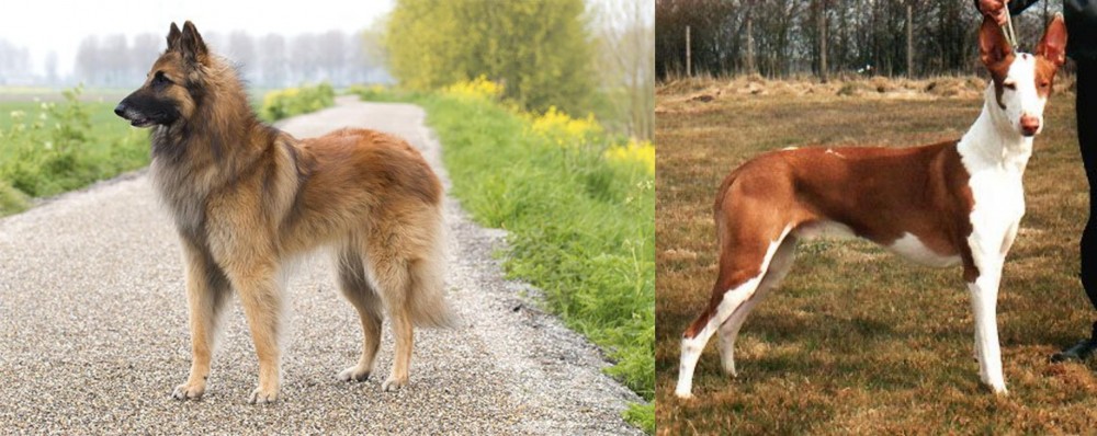Podenco Canario vs Belgian Shepherd Dog (Tervuren) - Breed Comparison
