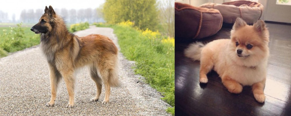 Pomeranian vs Belgian Shepherd Dog (Tervuren) - Breed Comparison