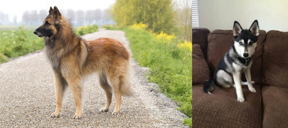 Pomsky vs Belgian Shepherd Dog (Tervuren) - Breed Comparison