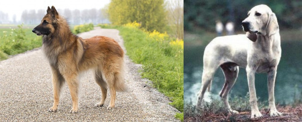 Porcelaine vs Belgian Shepherd Dog (Tervuren) - Breed Comparison