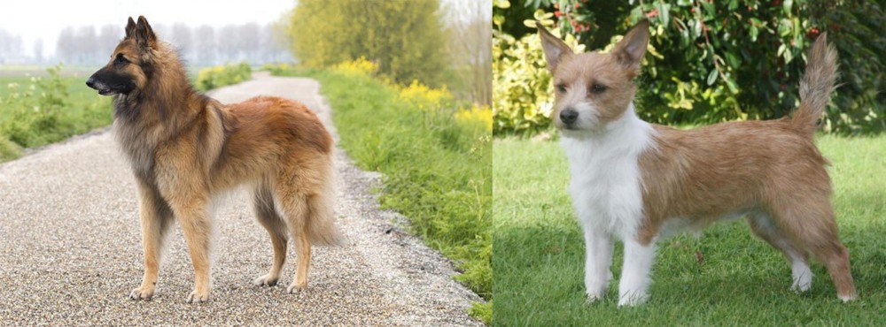 Portuguese Podengo vs Belgian Shepherd Dog (Tervuren) - Breed Comparison