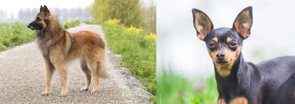 Prazsky Krysarik vs Belgian Shepherd Dog (Tervuren) - Breed Comparison