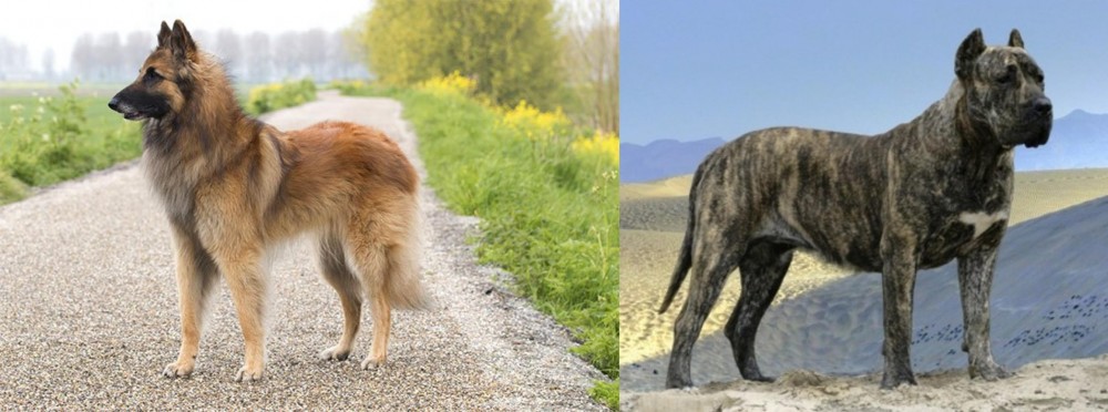 Presa Canario vs Belgian Shepherd Dog (Tervuren) - Breed Comparison