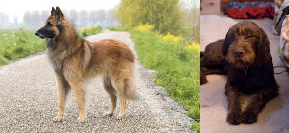 Pudelpointer vs Belgian Shepherd Dog (Tervuren) - Breed Comparison