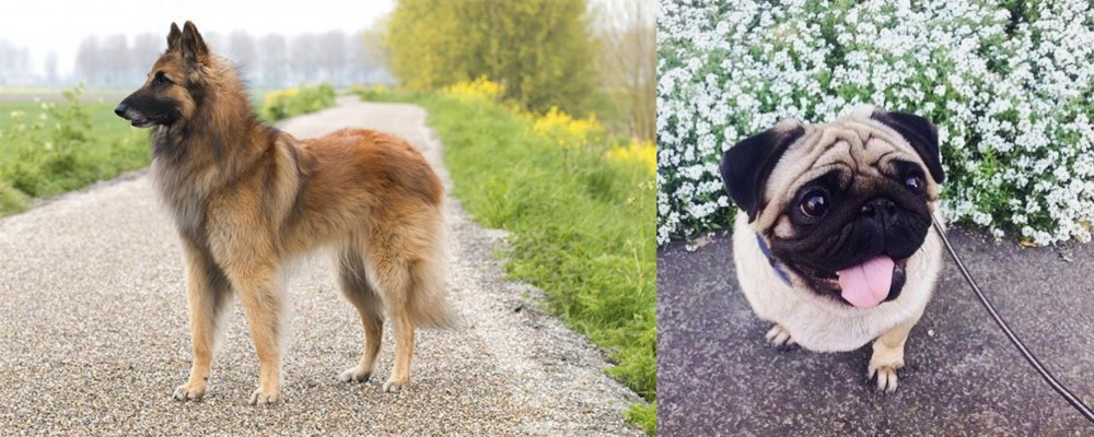 Pug vs Belgian Shepherd Dog (Tervuren) - Breed Comparison