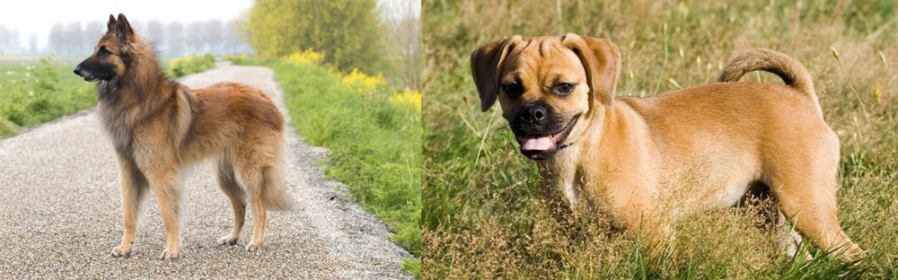 Puggle vs Belgian Shepherd Dog (Tervuren) - Breed Comparison