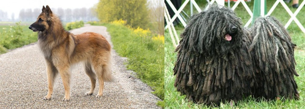 Puli vs Belgian Shepherd Dog (Tervuren) - Breed Comparison