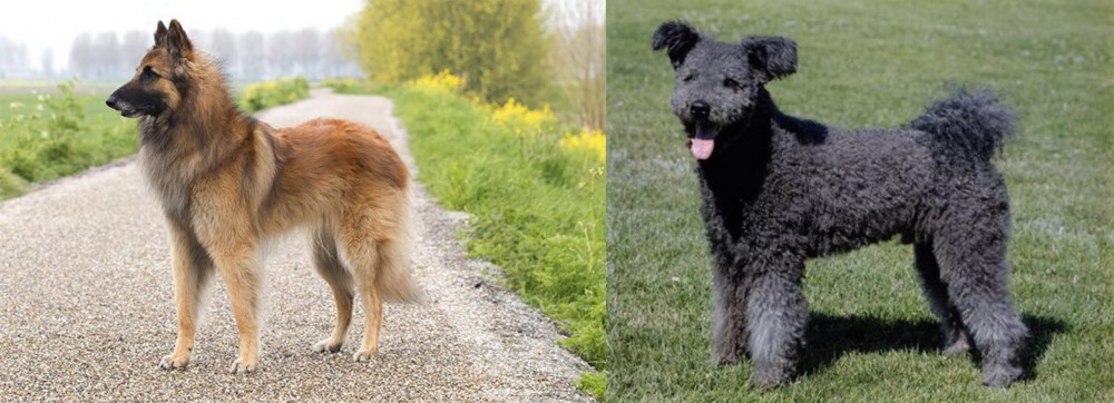 Pumi vs Belgian Shepherd Dog (Tervuren) - Breed Comparison