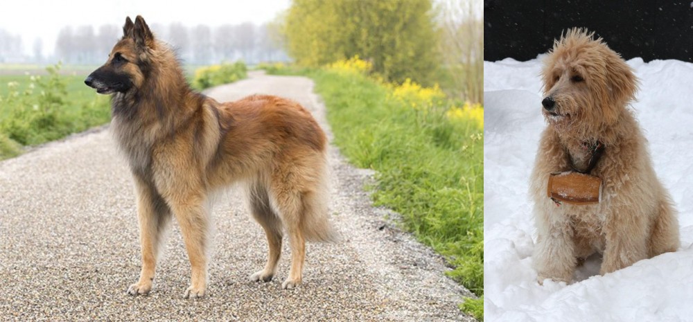 Pyredoodle vs Belgian Shepherd Dog (Tervuren) - Breed Comparison