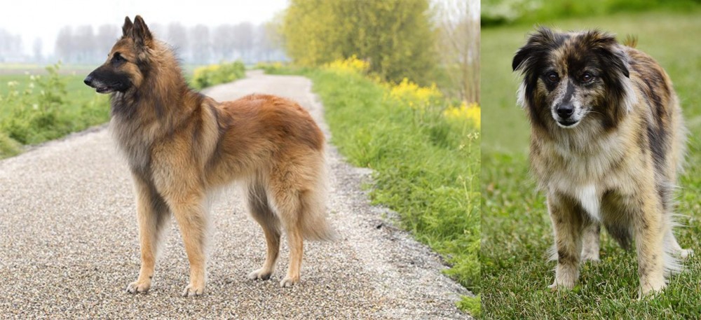 Pyrenean Shepherd vs Belgian Shepherd Dog (Tervuren) - Breed Comparison