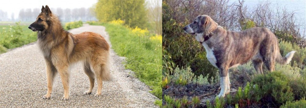 Rafeiro do Alentejo vs Belgian Shepherd Dog (Tervuren) - Breed Comparison
