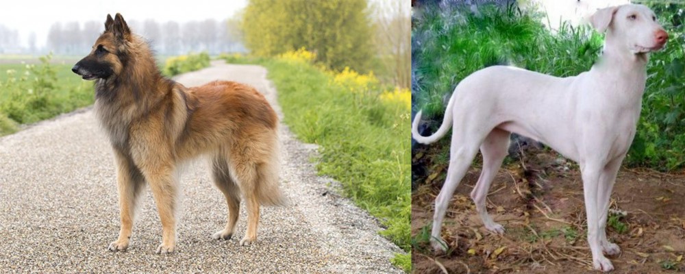 Rajapalayam vs Belgian Shepherd Dog (Tervuren) - Breed Comparison