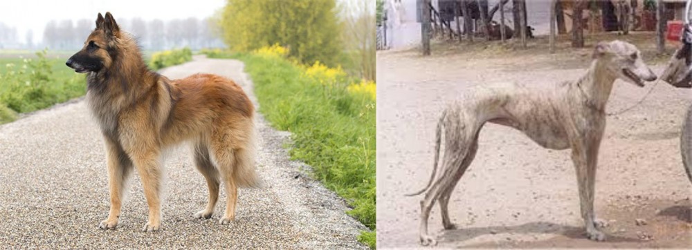 Rampur Greyhound vs Belgian Shepherd Dog (Tervuren) - Breed Comparison