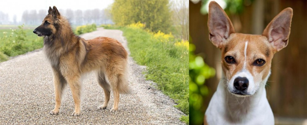 Rat Terrier vs Belgian Shepherd Dog (Tervuren) - Breed Comparison