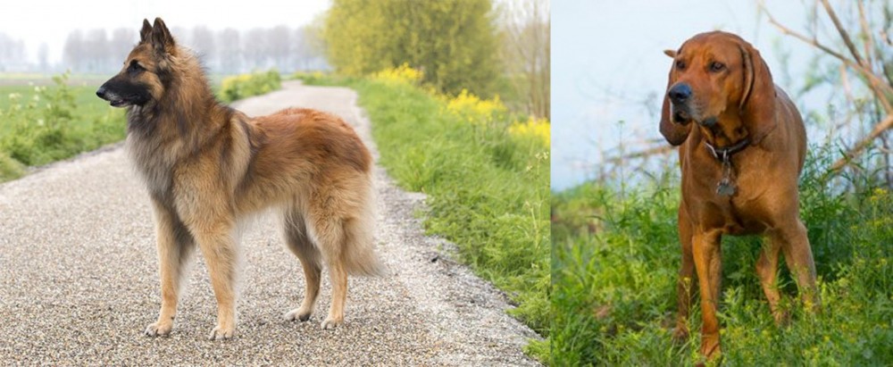 Redbone Coonhound vs Belgian Shepherd Dog (Tervuren) - Breed Comparison