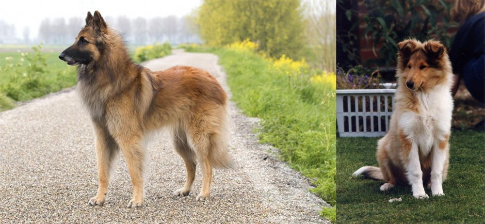 Rough Collie vs Belgian Shepherd Dog (Tervuren) - Breed Comparison