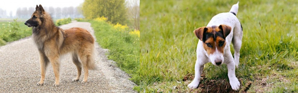 Russell Terrier vs Belgian Shepherd Dog (Tervuren) - Breed Comparison