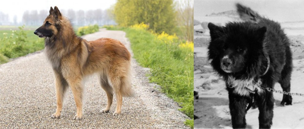 Sakhalin Husky vs Belgian Shepherd Dog (Tervuren) - Breed Comparison