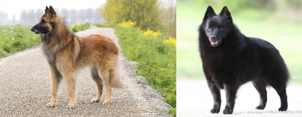 Schipperke vs Belgian Shepherd Dog (Tervuren) - Breed Comparison