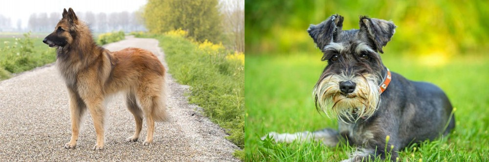 Schnauzer vs Belgian Shepherd Dog (Tervuren) - Breed Comparison