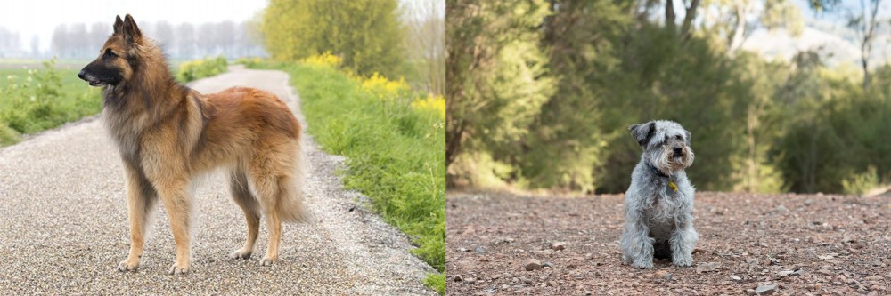 Schnoodle vs Belgian Shepherd Dog (Tervuren) - Breed Comparison