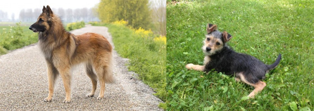 Schnorkie vs Belgian Shepherd Dog (Tervuren) - Breed Comparison