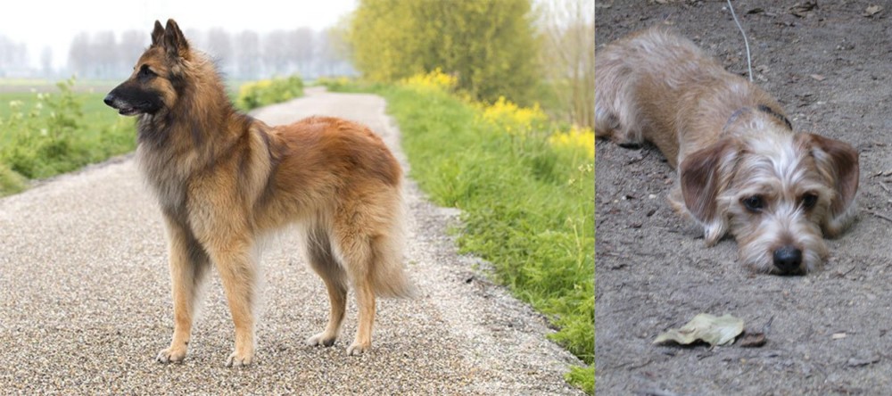 Schweenie vs Belgian Shepherd Dog (Tervuren) - Breed Comparison