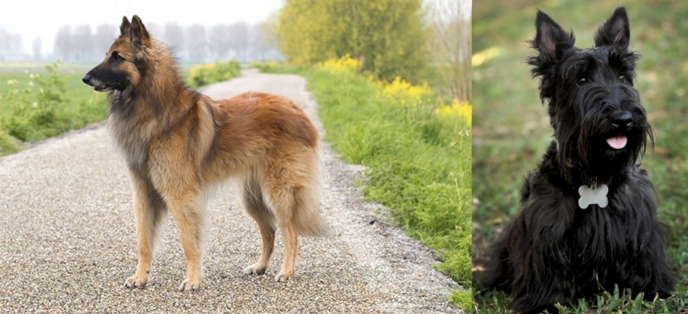 Scoland Terrier vs Belgian Shepherd Dog (Tervuren) - Breed Comparison