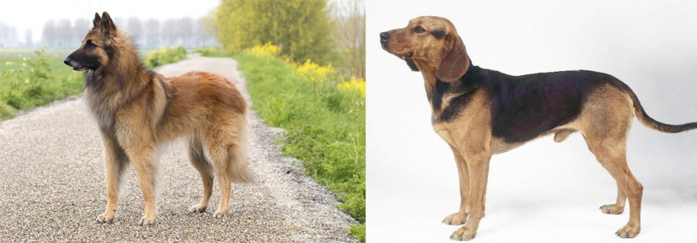 Serbian Hound vs Belgian Shepherd Dog (Tervuren) - Breed Comparison