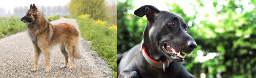 Shepard Labrador vs Belgian Shepherd Dog (Tervuren) - Breed Comparison