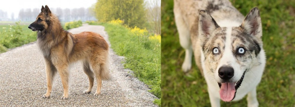 Shepherd Husky vs Belgian Shepherd Dog (Tervuren) - Breed Comparison