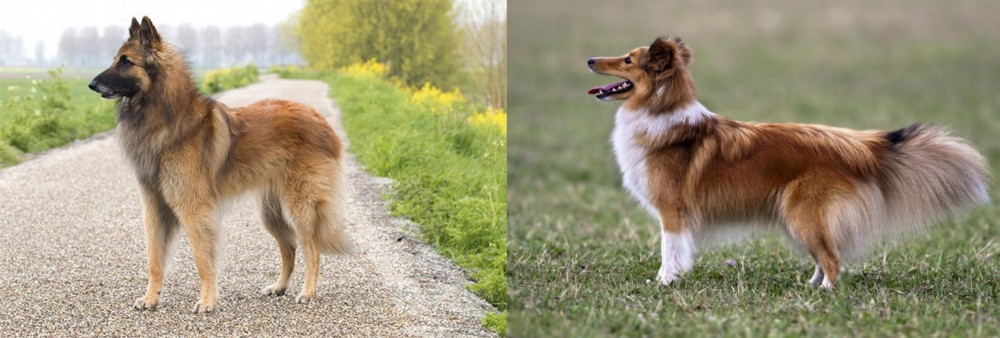 Shetland Sheepdog vs Belgian Shepherd Dog (Tervuren) - Breed Comparison