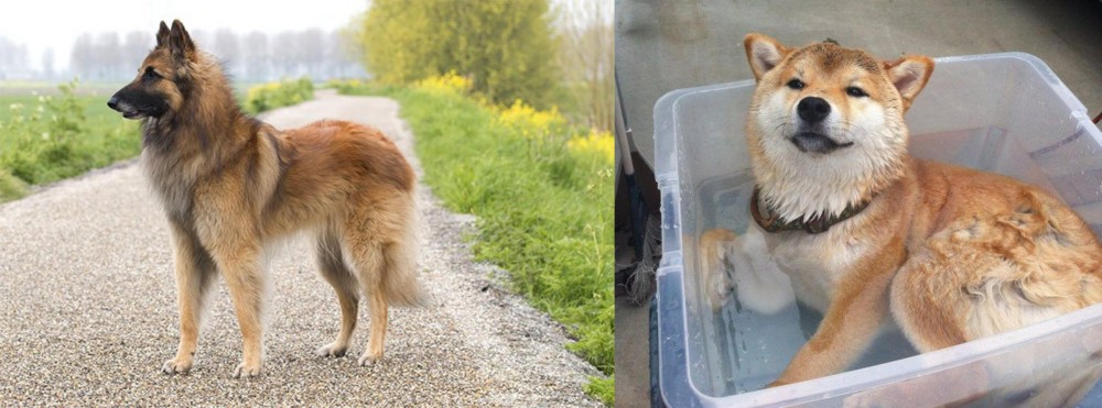 Shiba Inu vs Belgian Shepherd Dog (Tervuren) - Breed Comparison