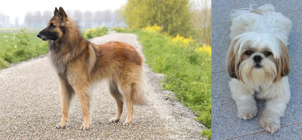 Shih Tzu vs Belgian Shepherd Dog (Tervuren) - Breed Comparison