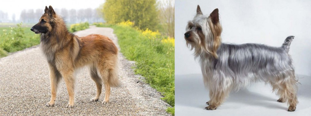 Silky Terrier vs Belgian Shepherd Dog (Tervuren) - Breed Comparison