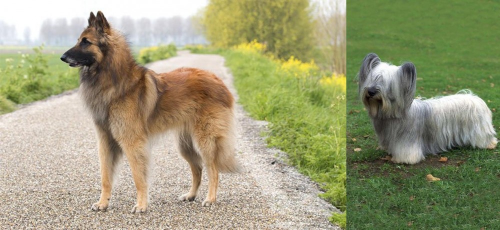 Skye Terrier vs Belgian Shepherd Dog (Tervuren) - Breed Comparison