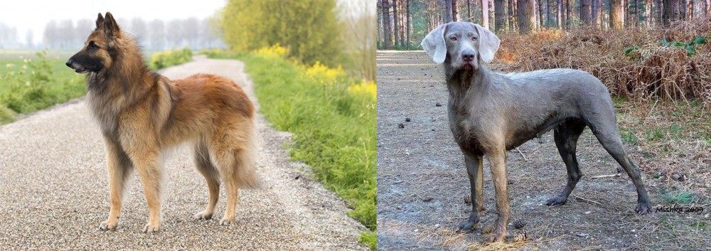 Slovensky Hrubosrsty Stavac vs Belgian Shepherd Dog (Tervuren) - Breed Comparison