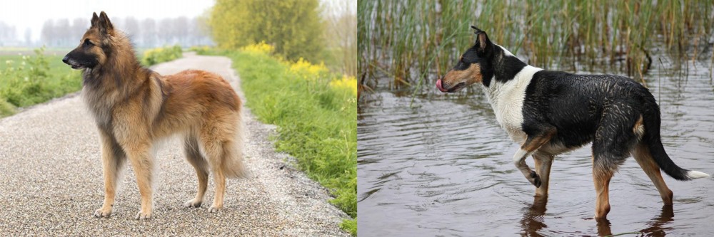 Smooth Collie vs Belgian Shepherd Dog (Tervuren) - Breed Comparison