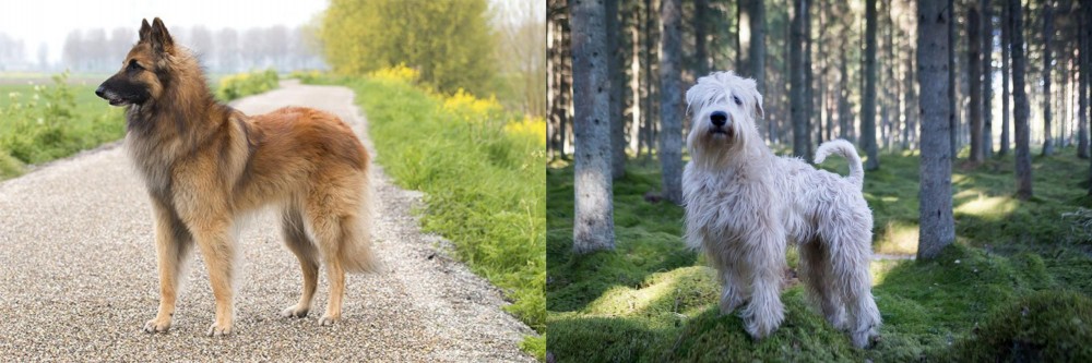 Soft-Coated Wheaten Terrier vs Belgian Shepherd Dog (Tervuren) - Breed Comparison