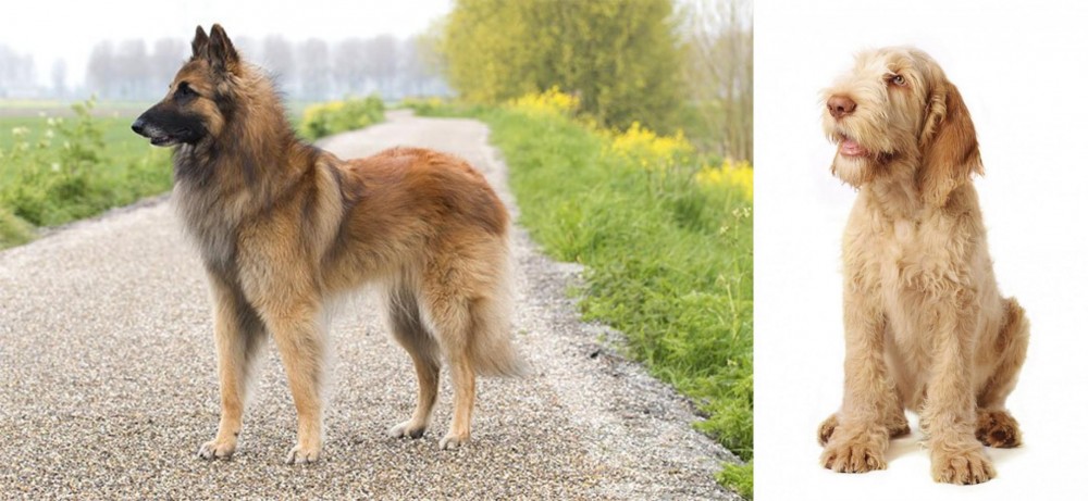 Spinone Italiano vs Belgian Shepherd Dog (Tervuren) - Breed Comparison