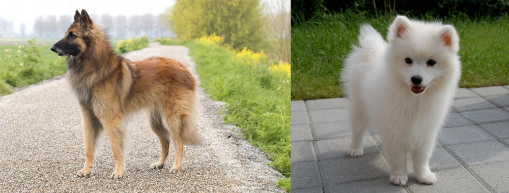 Spitz vs Belgian Shepherd Dog (Tervuren) - Breed Comparison