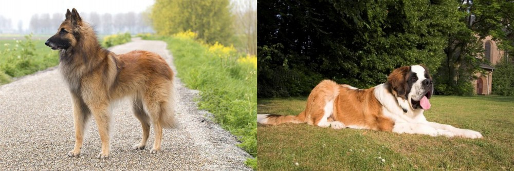 St. Bernard vs Belgian Shepherd Dog (Tervuren) - Breed Comparison