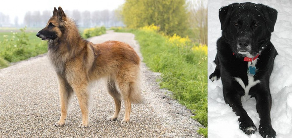 St. John's Water Dog vs Belgian Shepherd Dog (Tervuren) - Breed Comparison