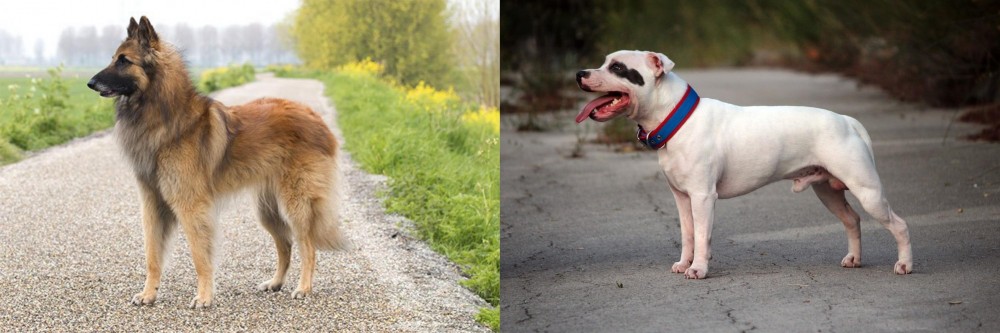 Staffordshire Bull Terrier vs Belgian Shepherd Dog (Tervuren) - Breed Comparison
