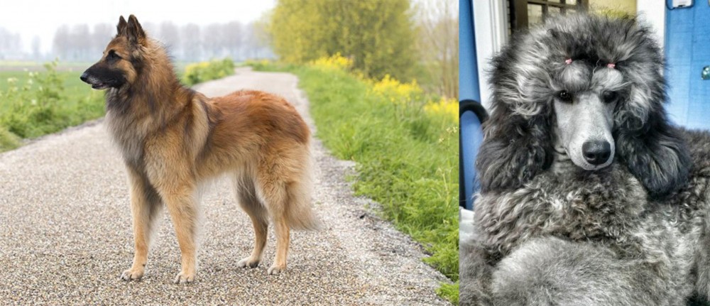 Standard Poodle vs Belgian Shepherd Dog (Tervuren) - Breed Comparison