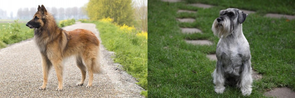 Standard Schnauzer vs Belgian Shepherd Dog (Tervuren) - Breed Comparison