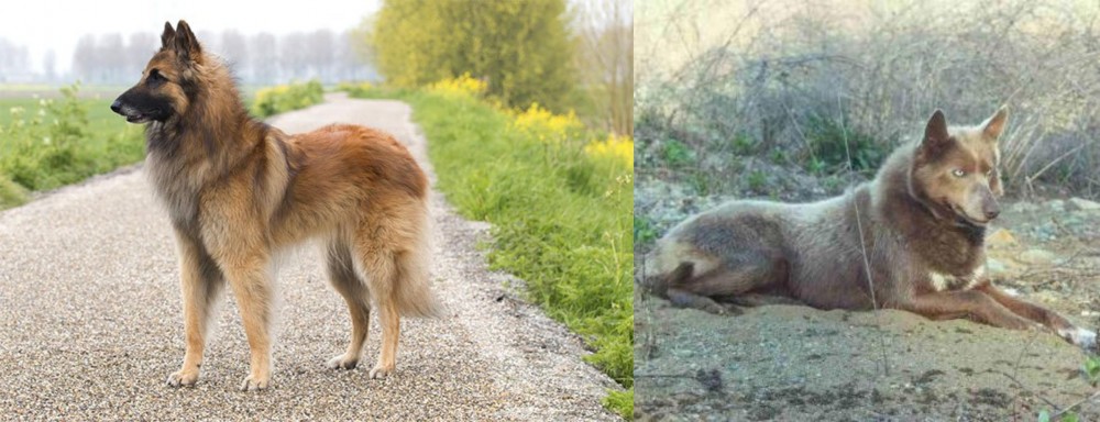 Tahltan Bear Dog vs Belgian Shepherd Dog (Tervuren) - Breed Comparison