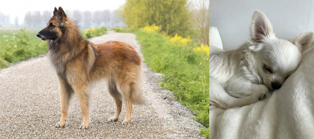 Tea Cup Chihuahua vs Belgian Shepherd Dog (Tervuren) - Breed Comparison