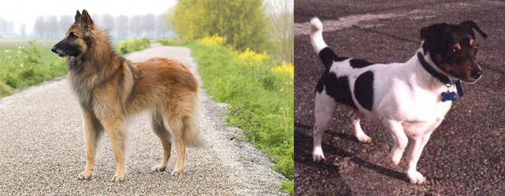 Teddy Roosevelt Terrier vs Belgian Shepherd Dog (Tervuren) - Breed Comparison